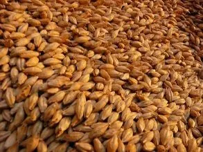 barley 20000 mt CFR Iran в Иране 2