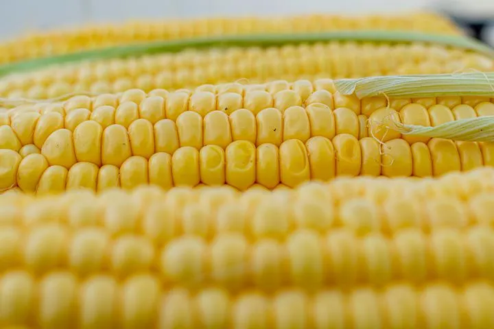 В Петербурге Управление Россельхознадзора предотвратило ввоз 20 тонн кукурузной крупы, не отвечающей требованиям Технических регламентов Таможенного союза