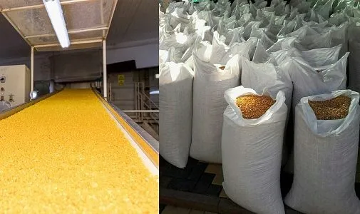 кукуруза 3200 тонн. Иран.  в Санкт-Петербурге 2