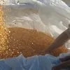 кукуруза 3200 тонн. Иран.  в Санкт-Петербурге