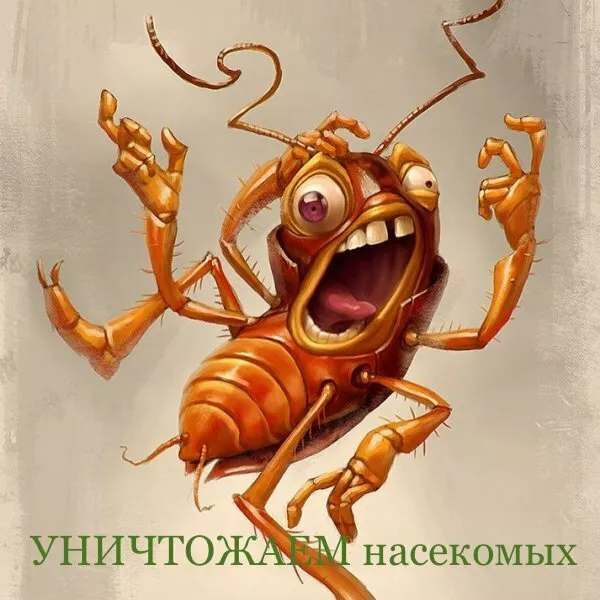 уничтожение крыс, насекомых, плесени в Санкт-Петербурге